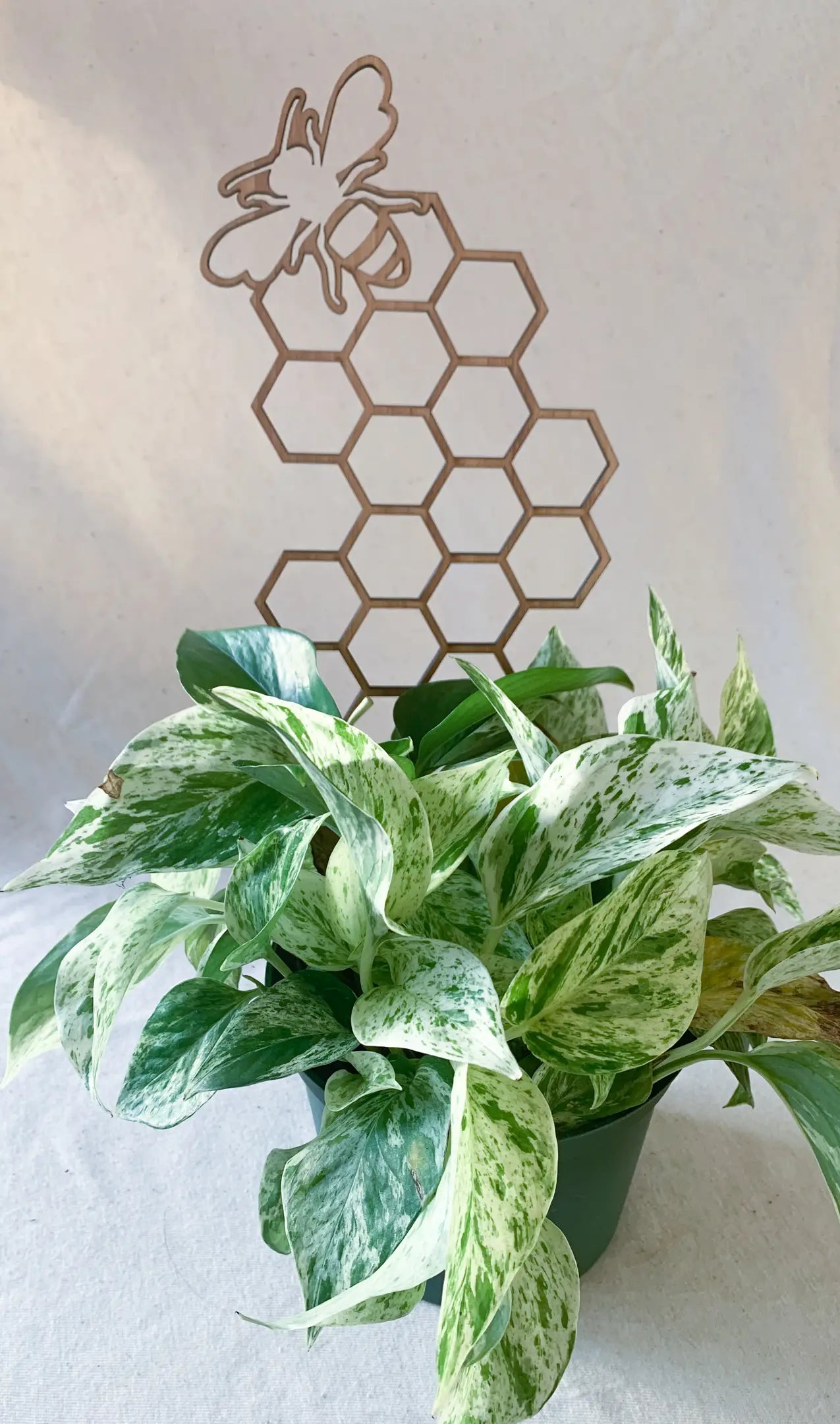 BEE HONEY COMB PLANT TRELLIS